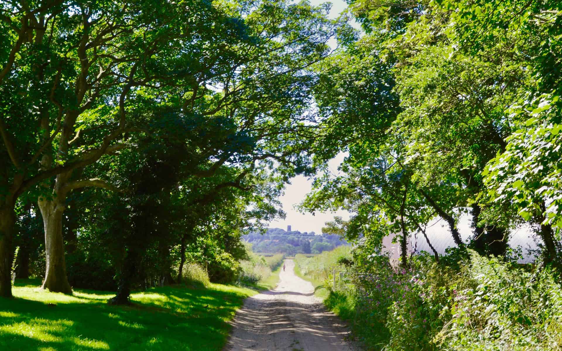 A lush woodland pathway in Norfolk, ideal for outdoor wedding ceremonies.