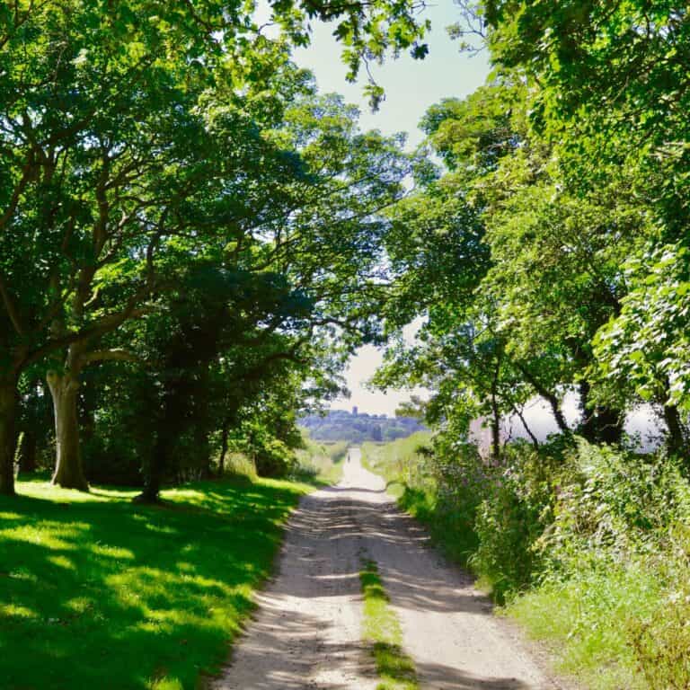 Woodland pathway surrounded by lush green trees in Norfolk for outdoor wedding settings.